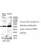 SIRT3 Antibody