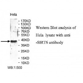 SIRT6 Antibody