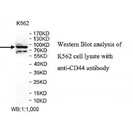 CD44 Antibody