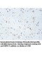 DEPDC5 Antibody
