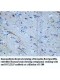 BCL2L15 Antibody