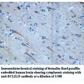 BCL2L15 Antibody