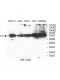 GTPBP6 Antibody