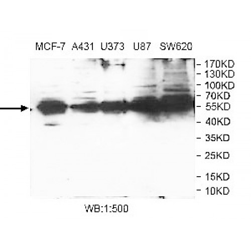 GTPBP6 Antibody