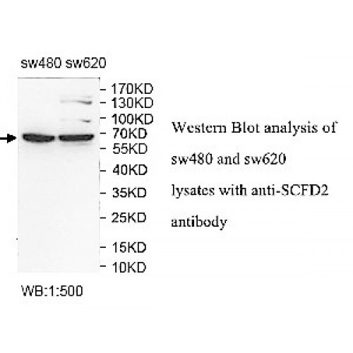 SCFD2 Antibody