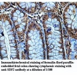 SDF2 Antibody