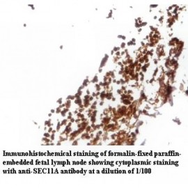 SEC11A Antibody