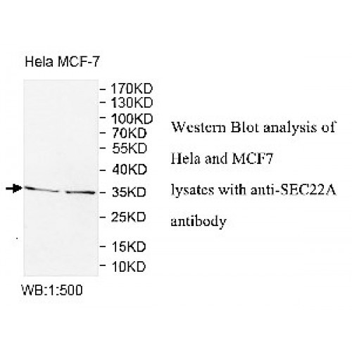 SEC22A Antibody