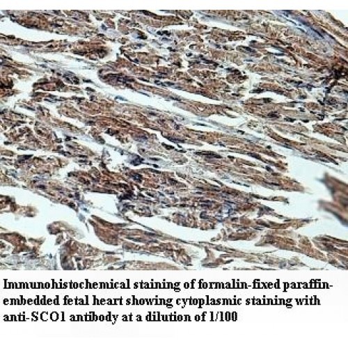 SCO1 Antibody