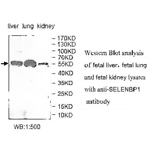 SELENBP1 Antibody