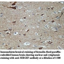 SERGEF Antibody
