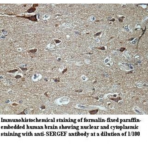 SERGEF Antibody