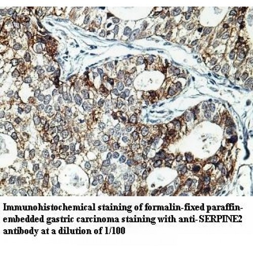 SERPINE2 Antibody