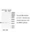 RBM7 Antibody