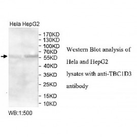 TBC1D3 Antibody