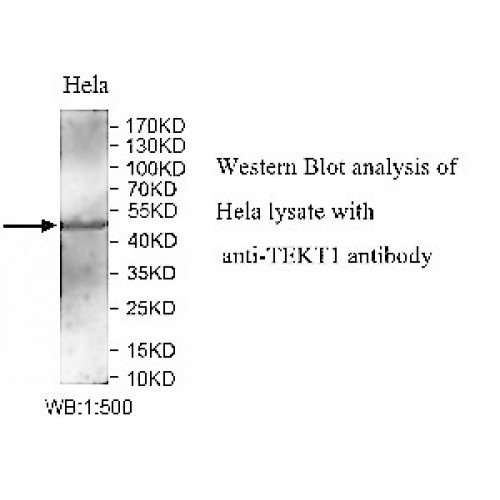TEKT1 Antibody