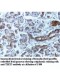 TEKT3 Antibody