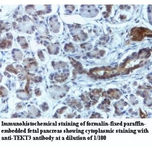 TEKT3 Antibody