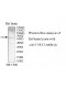 TEKT3 Antibody