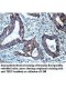 TEKT4 Antibody