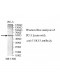 TEKT5 Antibody
