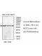 TEX28 Antibody