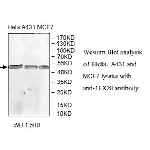 TEX28 Antibody