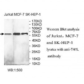TH1L Antibody