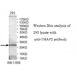 THAP2 Antibody