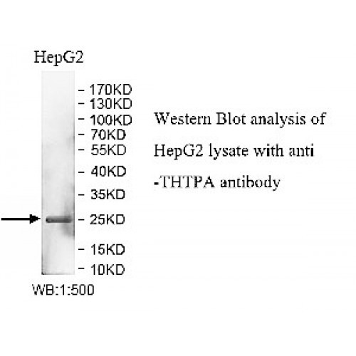 THTPA Antibody