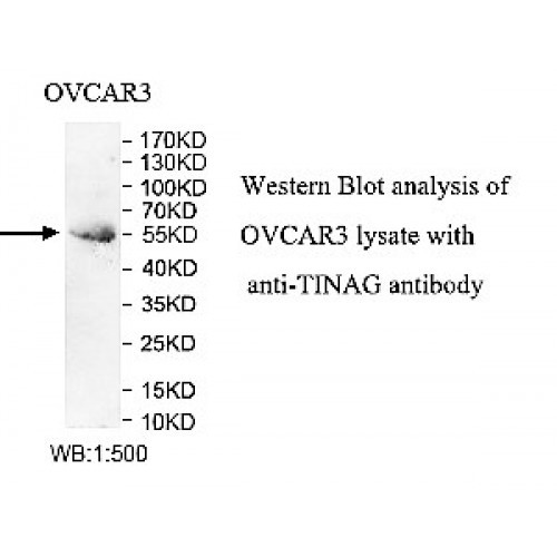 TINAG Antibody