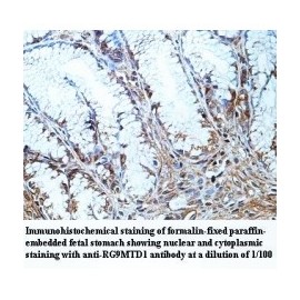 RG9MTD1 Antibody