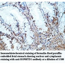 RG9MTD1 Antibody